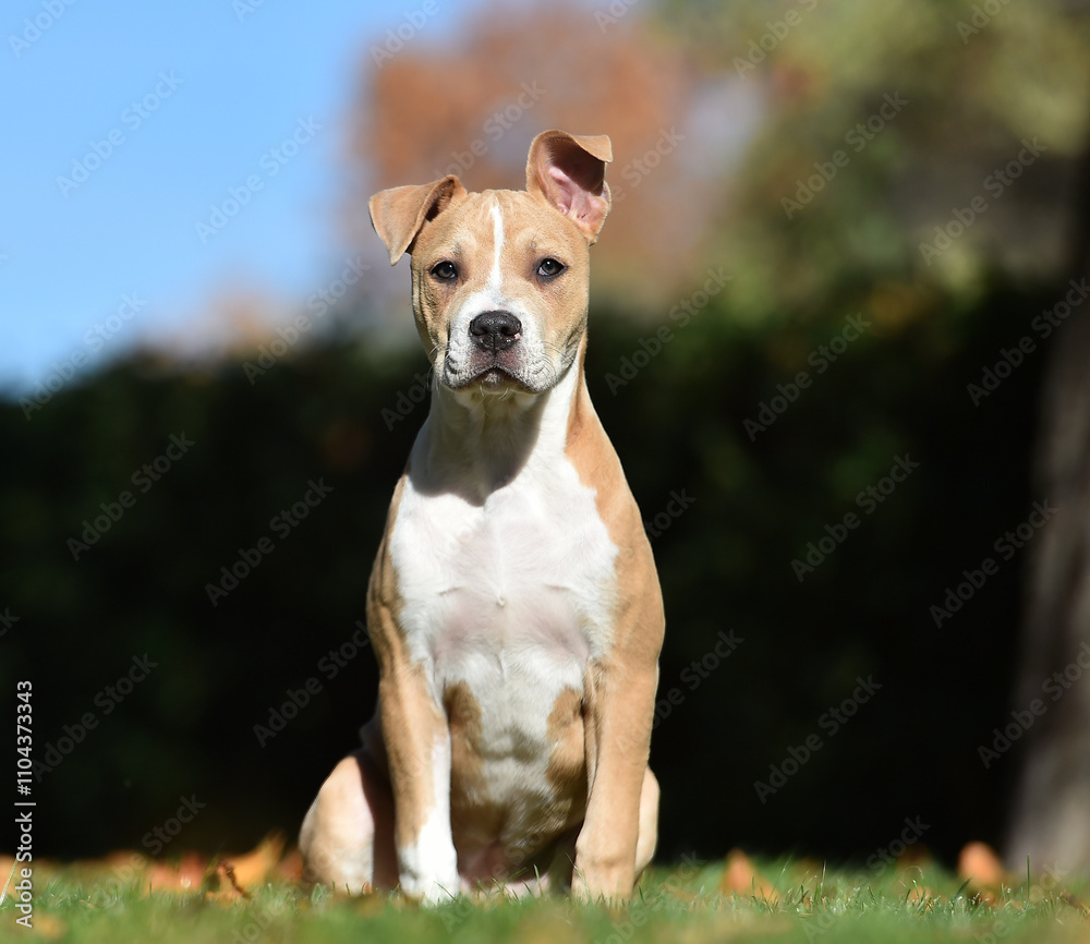 a puppy american bully dog in the field a puppy american bully dog in the field