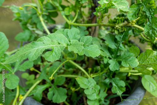 Wallpaper Mural Natural and Detailed Close-Up of Wavy Green Leaf Texture in Potted Garden Torontodigital.ca