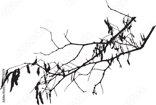 Natural tree branches silhouette on a white background (Vector illustration). Natural branch on a white. 
