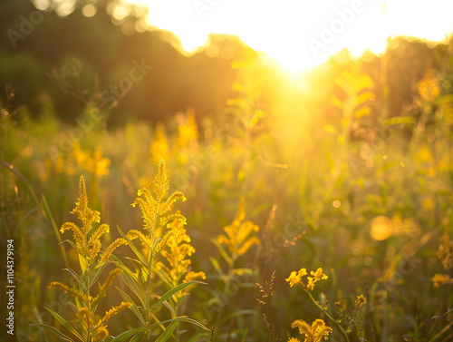 "Radiant Goldenrod Blooms: A Captivating Portrait of Nature’s Beauty Illuminated in the Sunlight"