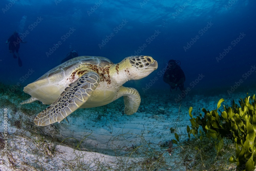 Fototapeta premium Turtle