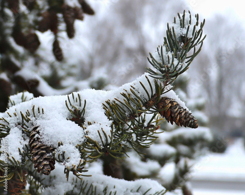 Snow covered pine branches and cones photo