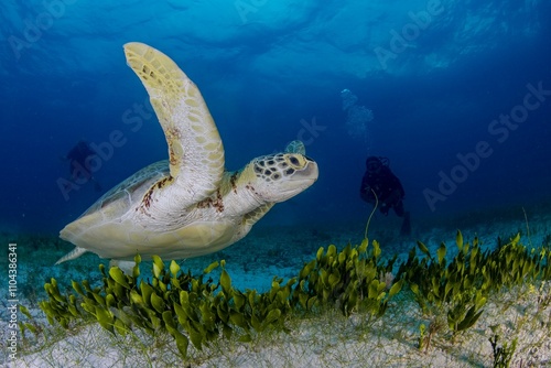 green sea turtle