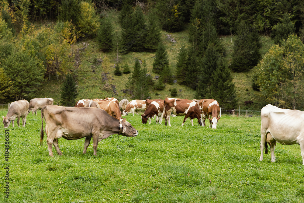 A herd of cows stands in a lush green pasture surrounded by dense forest, reflecting the tranquility of rural life. Fall foliage adds warmth and cloudy skies create soft natural light. This scene emph A herd of cows stands in a lush green pasture surrounded by dense forest, reflecting the tranquility of rural life. Fall foliage adds warmth and cloudy skies create soft natural light. This scene emph