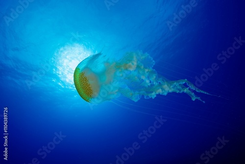 Jellyfish in water