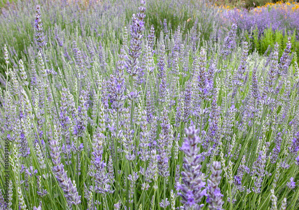 Naklejka premium Lavender flowers blooming in a field creating a relaxing atmosphere