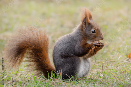 Fressendes Eichhörnchen auf der Wiese photo