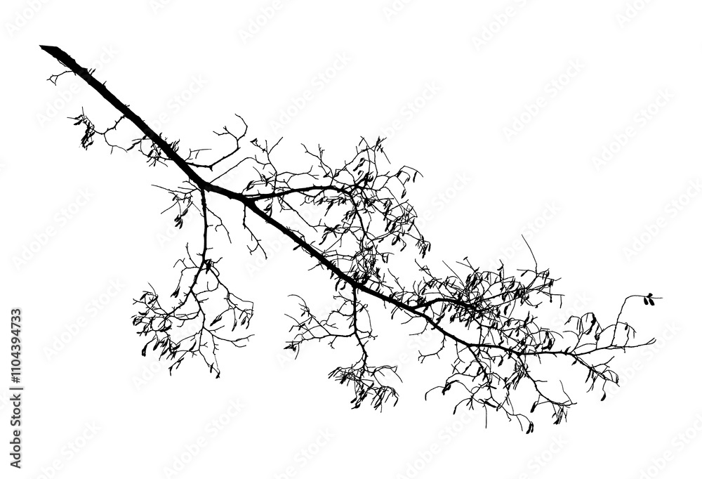 Fototapeta premium Natural tree branches silhouette on a white background. Natural branch on a white. 