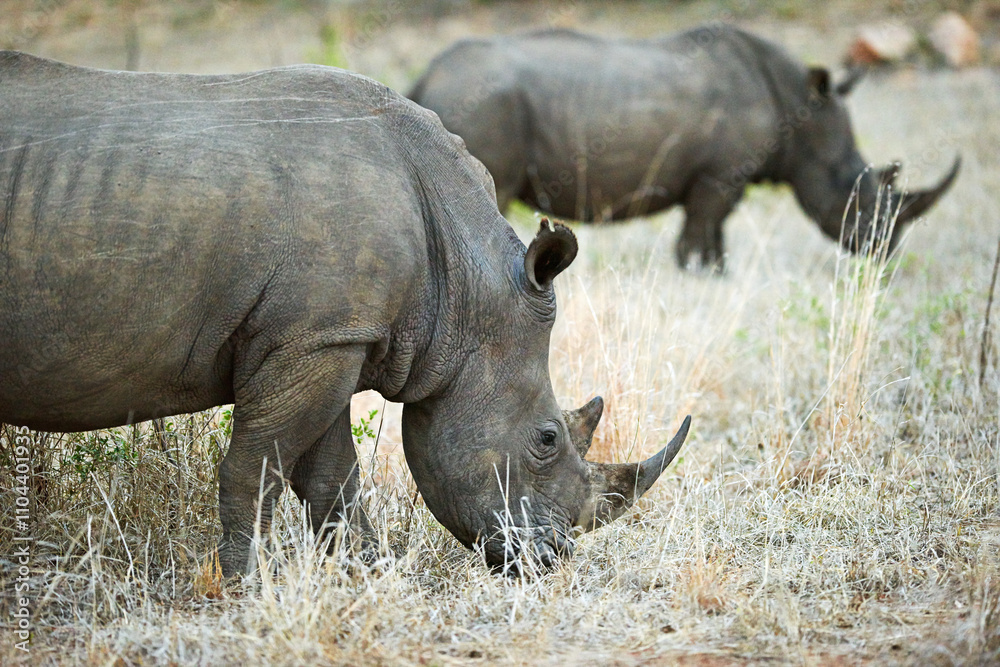 Obraz premium Rhino, safari and field for conservation, protection and big game survival for savannah tourism. Protected indigenous animal, habitat and serengeti travel ecology for wildlife and endangered species