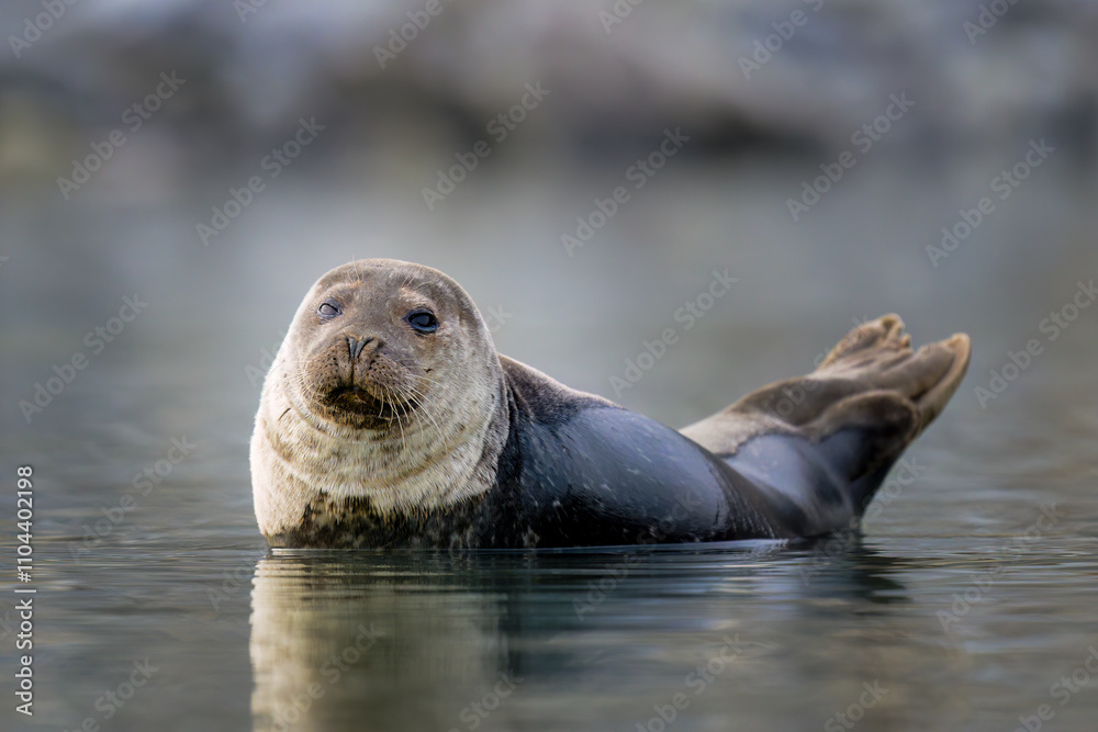 Harbour seal in summer, Svalbard