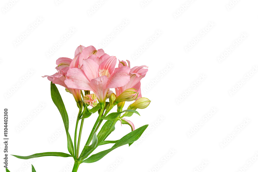 pink alstroemeria flower, Lily of the Incas, in vase on isolated white background close-up pink alstroemeria flower, Lily of the Incas, in vase on isolated white background close-up