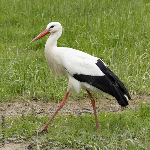 Cigogne blanche photo