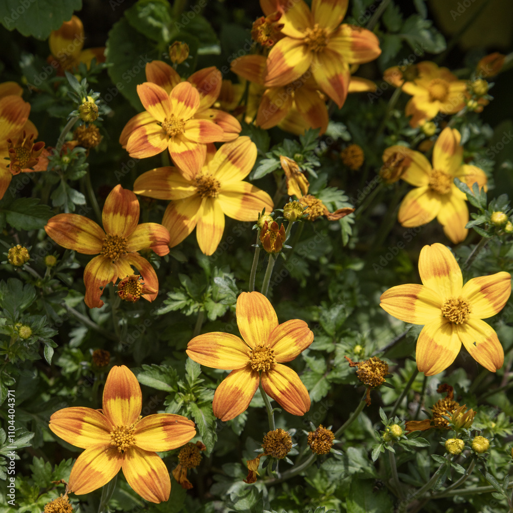 Fototapeta premium Bidens aurea