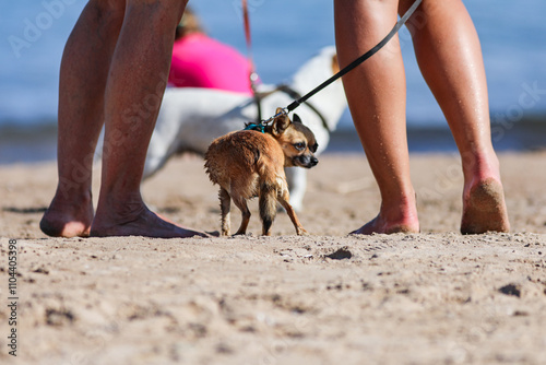 Illustration d'un chien dans une plage a Hyeres (Var).