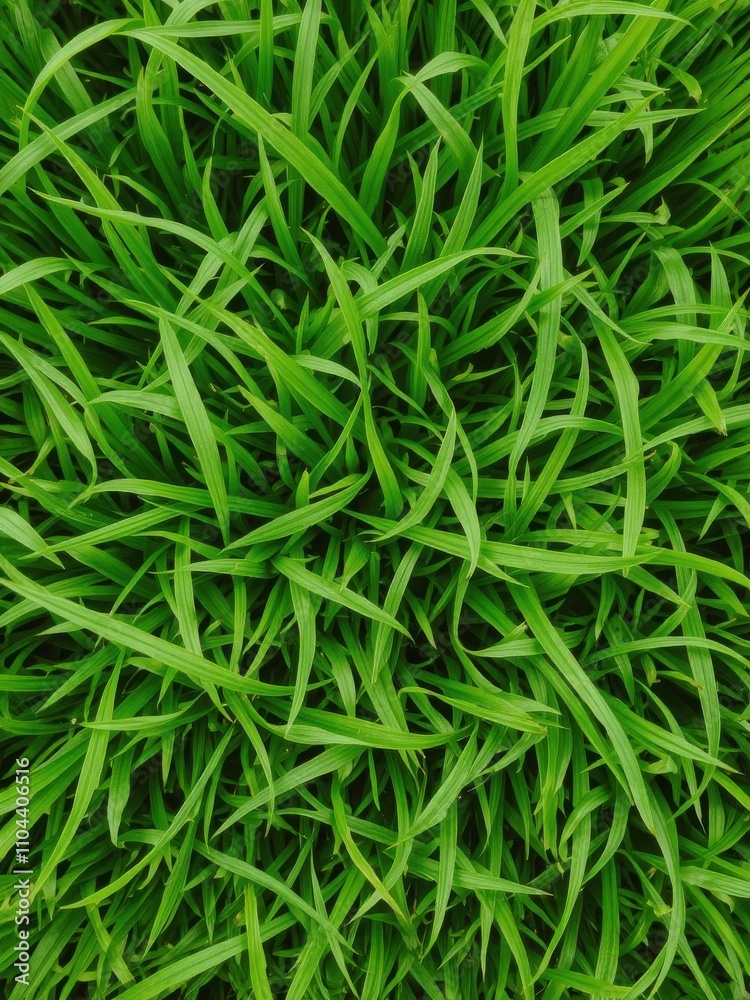 Lush green grass with intricate blade details, vibrant Lush green grass with intricate blade details, vibrant