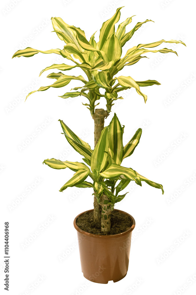 Fototapeta premium Dracaena Lemon Lime