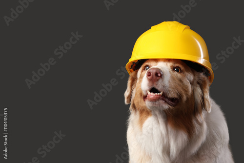 Cute Australian Shepherd do...