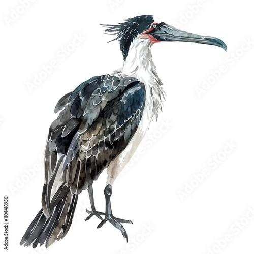 A watercolor drawing of Frigatebird, isolated on a white background. Frigatebird vector.