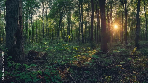 Peaceful forest scene at sunset with sunlight filtering through the trees and creating reflections on the ground. Calming outdoor natural environment.
