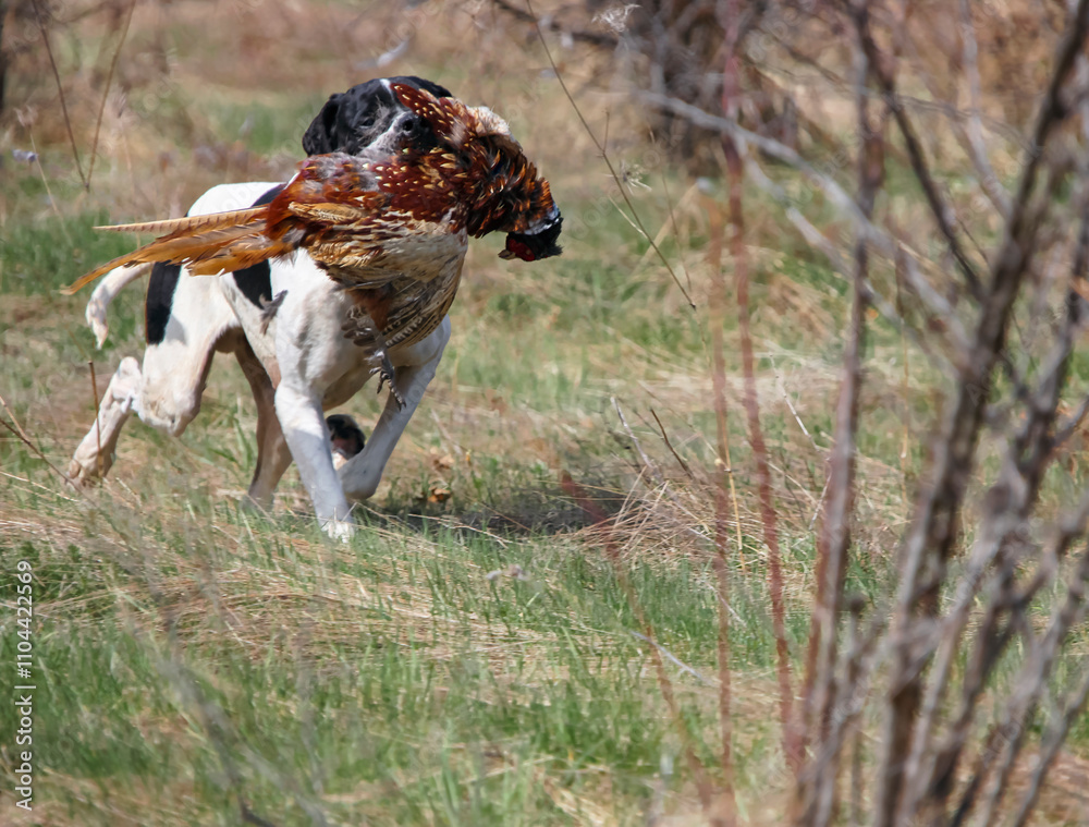 White and black island pointer carries hunting pheasant in its teeth while hunting. White and black island pointer carries hunting pheasant in its teeth while hunting.