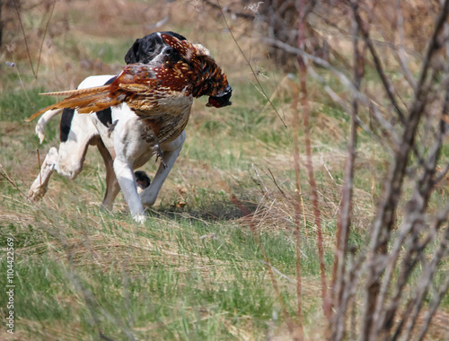 White and black island pointer carries hunting pheasant in its teeth while hunting. photo