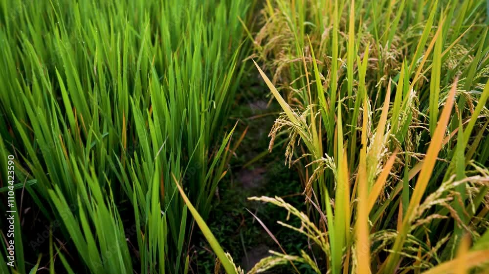 Showing green rice tree field, Landscape rice field view