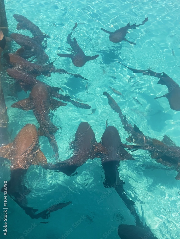 Fototapeta premium sharks swimming in the sea