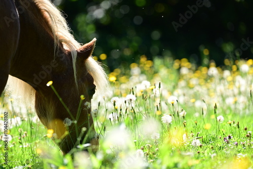 Ponytraum. Goldenes Pferd inmitten von Pusteblumen photo