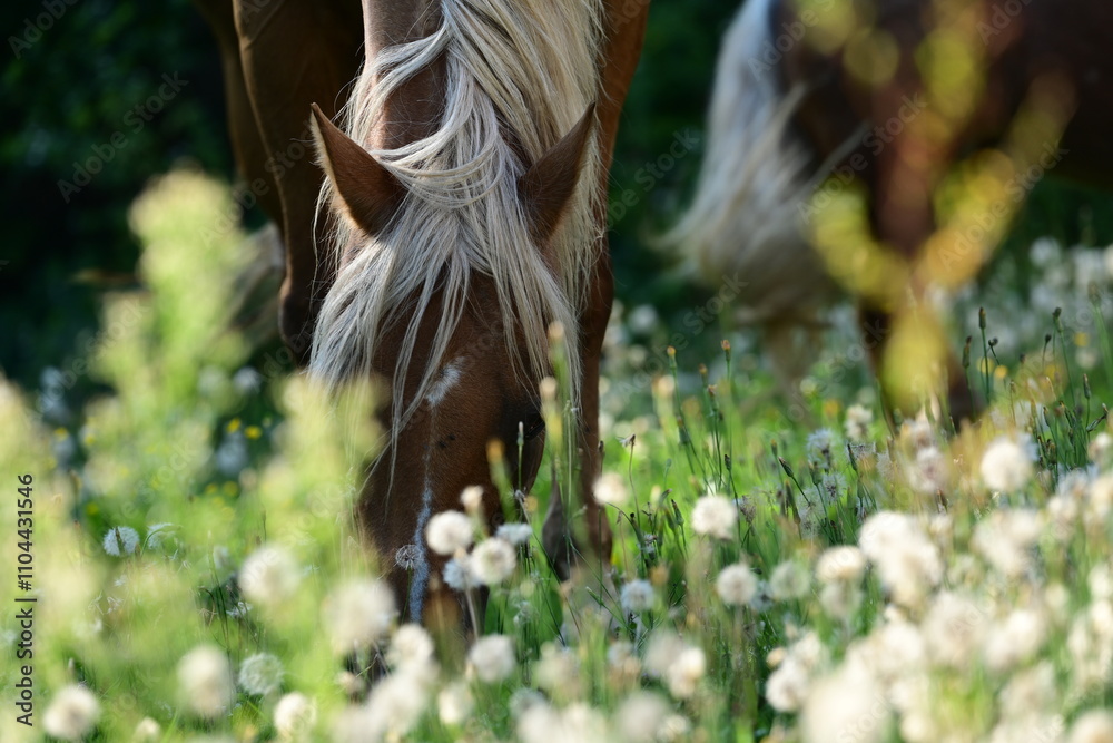 Ponytraum. Goldenes Pferd inmitten von Pusteblumen Ponytraum. Goldenes Pferd inmitten von Pusteblumen