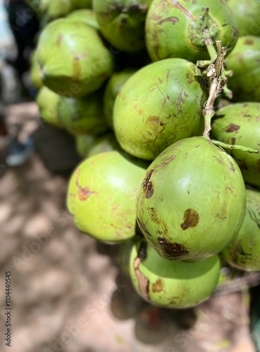 Fresh green coconuts