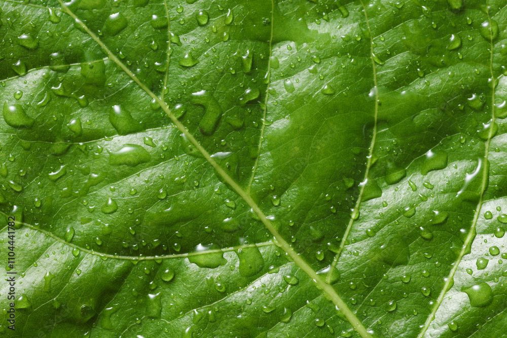 Green tree leaf in drops of water or rain Green tree leaf in drops of water or rain