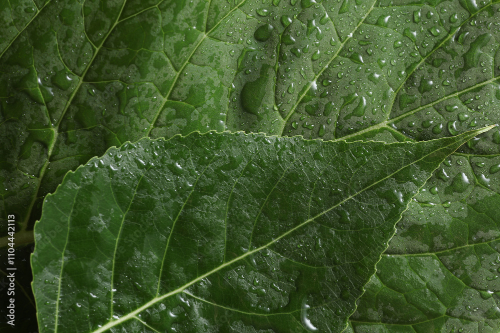 Obraz premium Green tree leaf in drops of water or rain