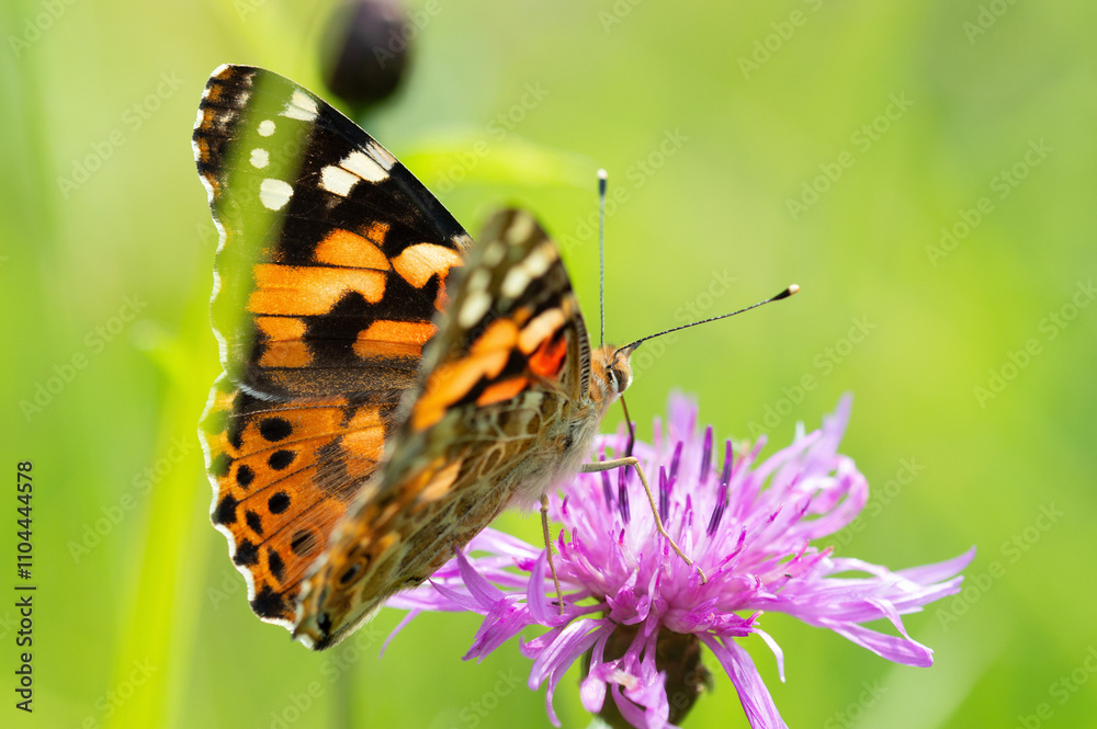Close-up of a colorful butterfly feeding on a flower Close-up of a colorful butterfly feeding on a flower