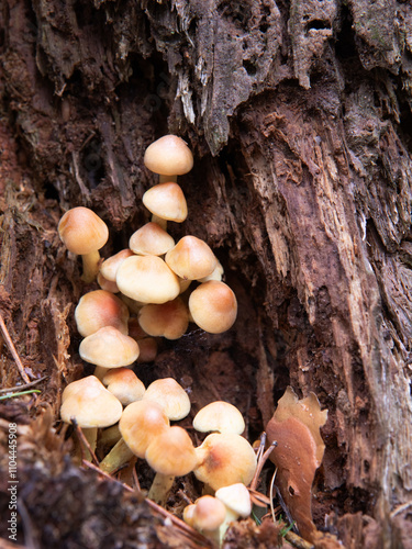 Wallpaper Mural A clum of mushrooms growing in the crack of a tree trunk in autumn.  Torontodigital.ca