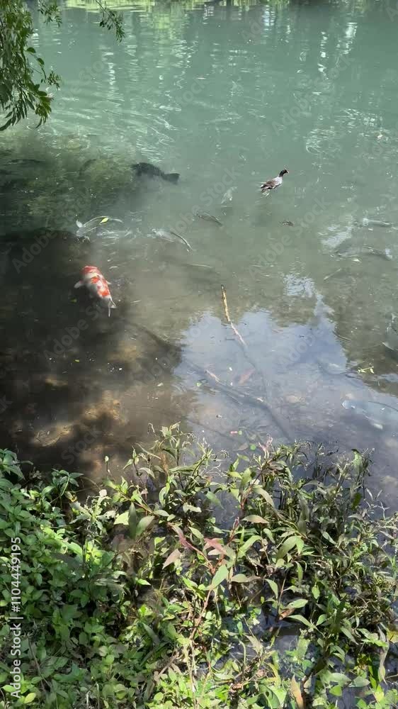 Carp swimming in the lake