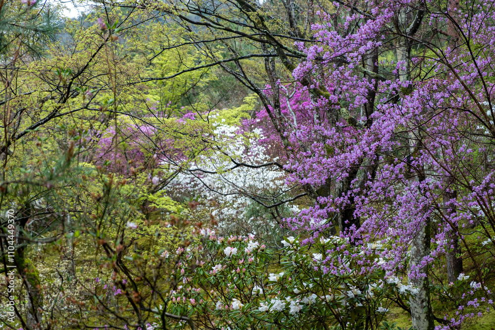 Blooming trees and plants in a Japanese garden, cherry blossoms and purple azalea flowers. Spring in Japan