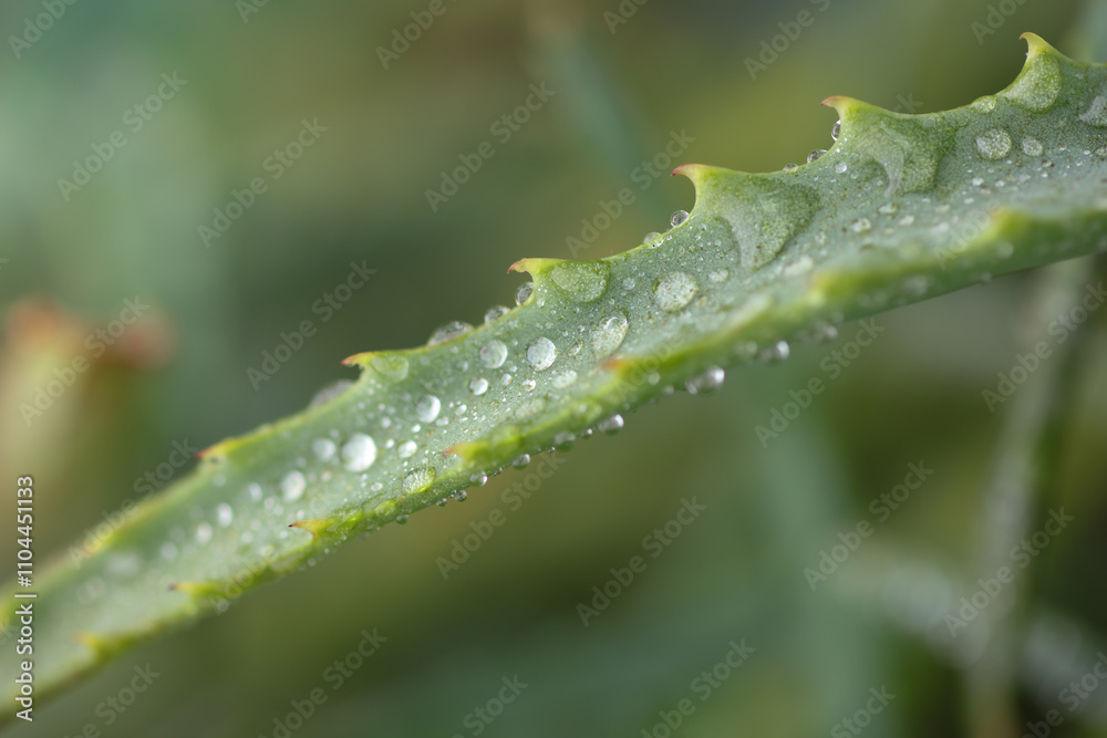 Green leaves of a houseplant in drops of water Green leaves of a houseplant in drops of water