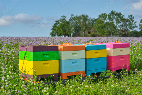 A row of colorful beehives in a field with purple wildflowers and white clover in Friesland The Netherlands during summer.	 photo