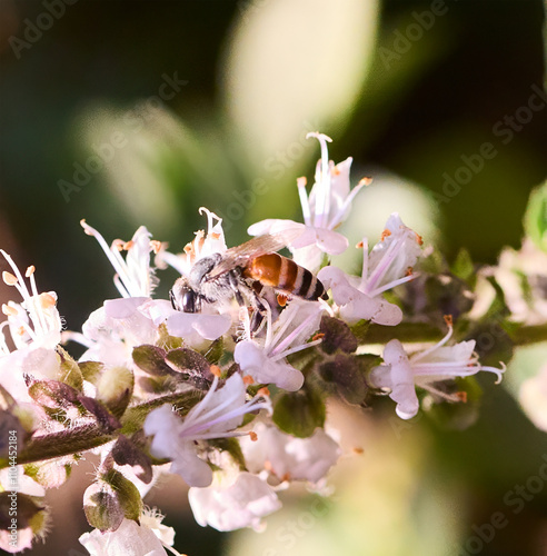 bee on flower