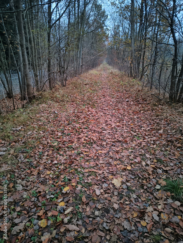 path in autumn park