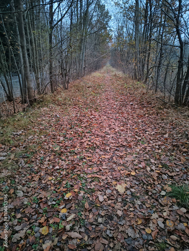 Obraz na płótnie path in autumn park w salonie