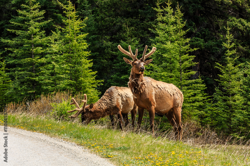 Two deer standing in a grassy field next to a road Two deer standing in a grassy field next to a road