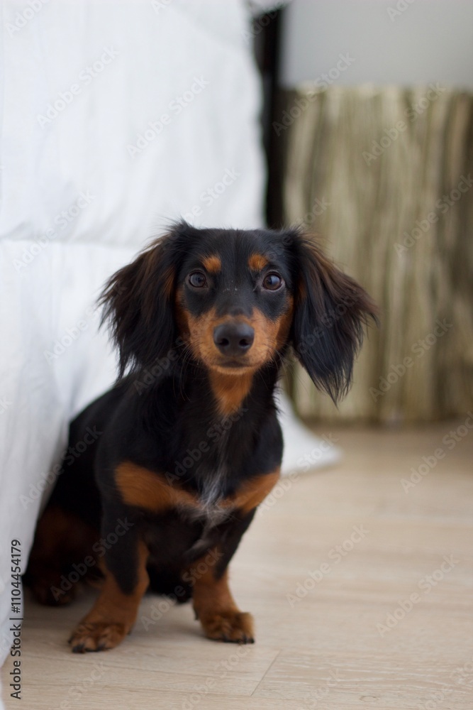 Dachshund Puppy focused Gold table behind, copy space, pet health, Vet Dachshund Puppy focused Gold table behind, copy space, pet health, Vet