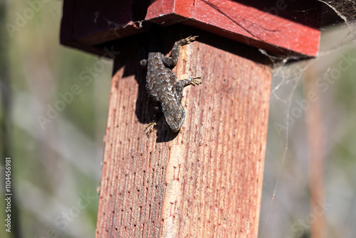 San Luis Obispo County California Western Fence Lizard photo