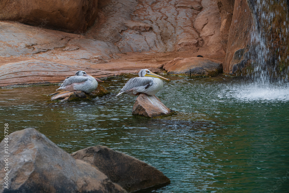 Fototapeta premium .photograph of an African pelican in its natural habitat