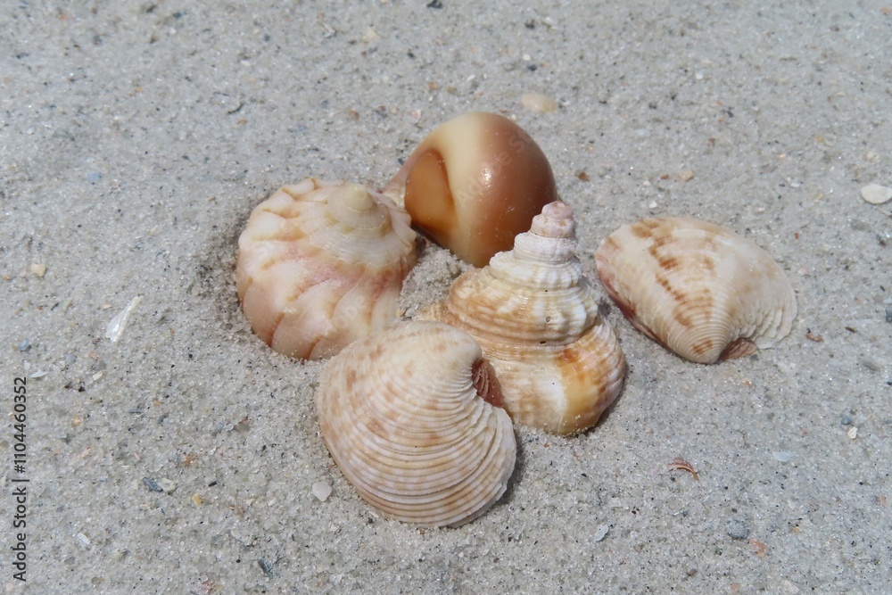 Seashell on the beach in Atlantic coast of North Florida, closeup