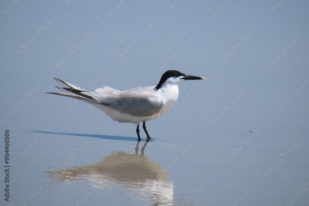 Crested tern on the beach in Atlantic coast of North Florida, closeup Crested tern on the beach in Atlantic coast of North Florida, closeup