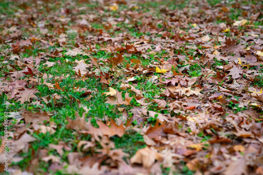 autumn leaves background, autumn NY autumn leaves background, autumn NY