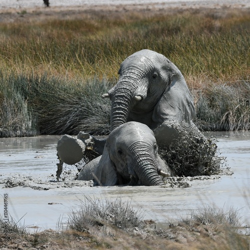 Photography Two elephants playing in a mud hole