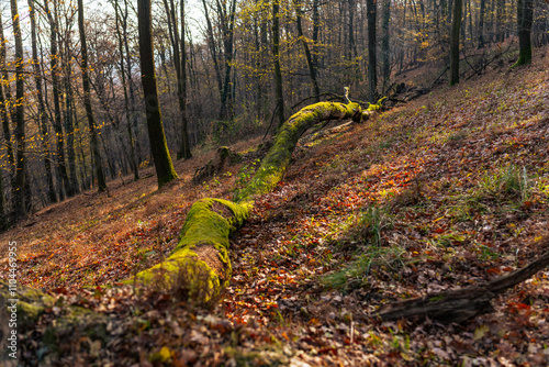 Late Autumn mood in forest